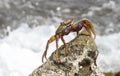 Sally lightfoot crab Grapsus grapsus, against the surf, Bonaire